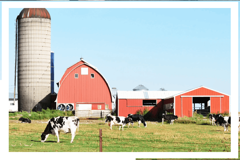 Red barn, silo, cows, farm scene.