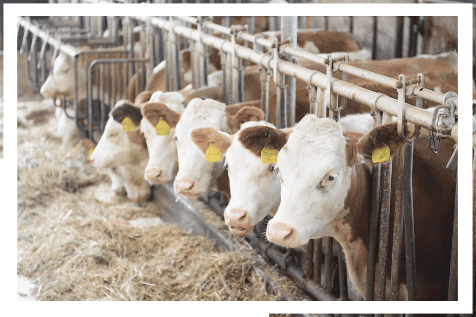 Cows in a barn eating hay.